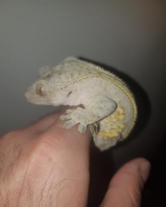Geco Correlophus ciliatus maschio