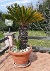 Cycas revoluta