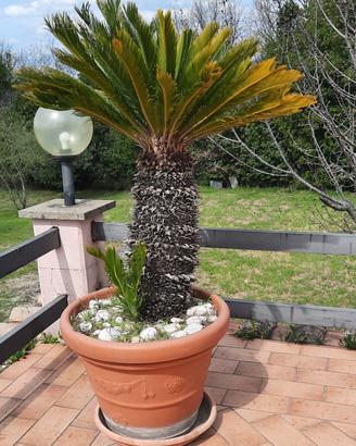 Cycas revoluta