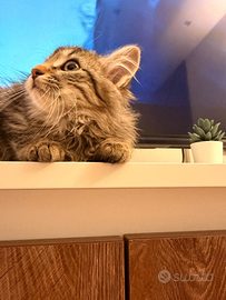 Femmina British longhair