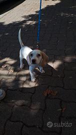 Cucciolo di beagle bianco arancio