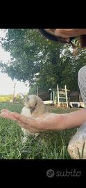 Gallina Moroseta Satin