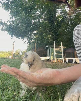 Gallina Moroseta Satin