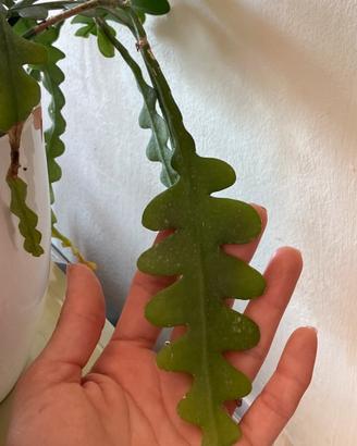 Talee di succulente