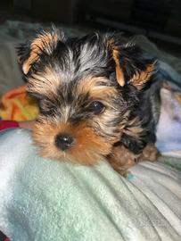 Cuccioli Yorkshire terrier toy