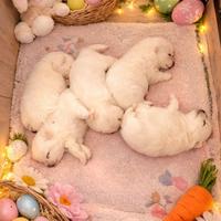 Cuccioli di spitz di pomerania con pedigree