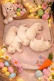 Cuccioli di spitz di pomerania con pedigree