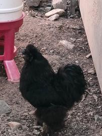 gallo nero morosetta 