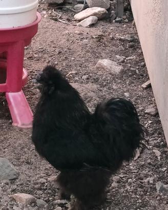 gallo nero morosetta 