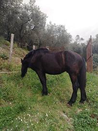 Cavallo 30 mesi