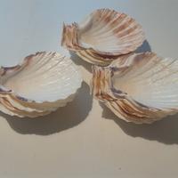 13 Ciotole Conchiglia Antipasteria  Decorazione