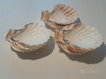 13 Ciotole Conchiglia Antipasteria  Decorazione