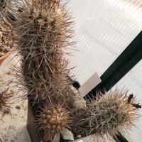 cactus copiapoa coquimnbana ramificata 