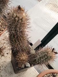 cactus copiapoa coquimnbana ramificata 