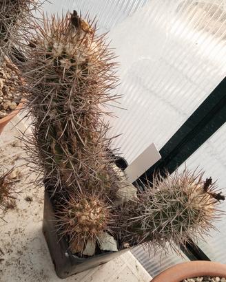 cactus copiapoa coquimnbana ramificata 