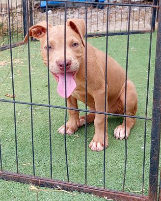 Pitbull