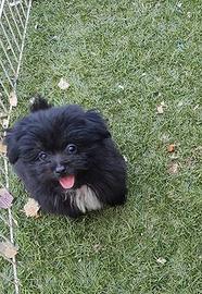 Maltipoo