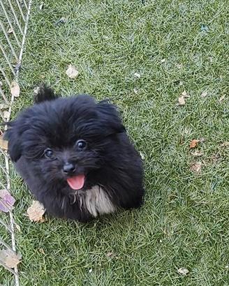 Maltipoo