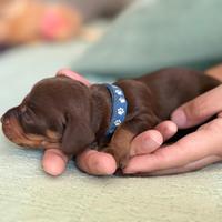 Cuccioli di bassotto nano