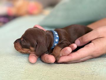 Cuccioli di bassotto nano