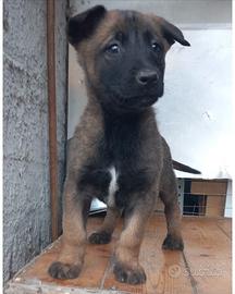 Pastore Belga Malinois VMK