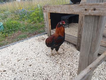 Araucana Gallo