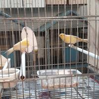 Canarini spagnoli,gialli, intensi e brinati