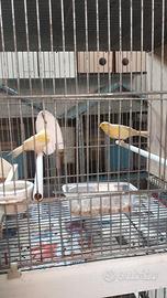 Canarini spagnoli,gialli, intensi e brinati