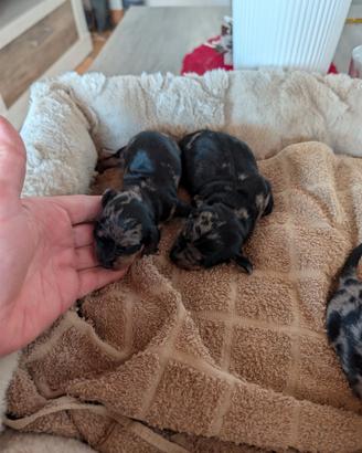 Cuccioli di bassotto
