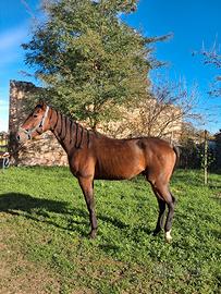 Cavallo Castrone 4 anni 