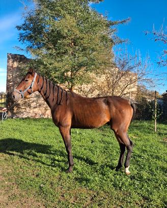 Cavallo Castrone 4 anni 