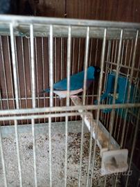 Diamante di Gould