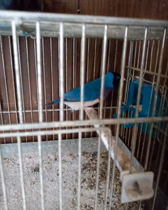 Diamante di Gould
