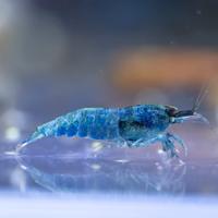 Caridina Blue Bolt deep blue