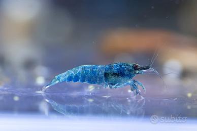 Caridina Blue Bolt deep blue