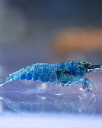 Caridina Blue Bolt deep blue