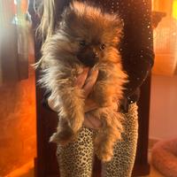 Cuccioli di spitz femmina