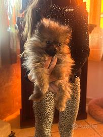 Cuccioli di spitz femmina