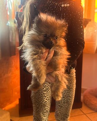Cuccioli di spitz femmina
