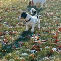 Jack Russell Terrier