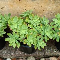 Piante grasse tre valetti