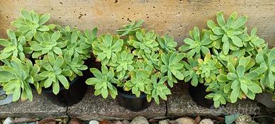 Piante grasse tre valetti