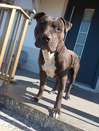 Spendido exemplare di Amstaff