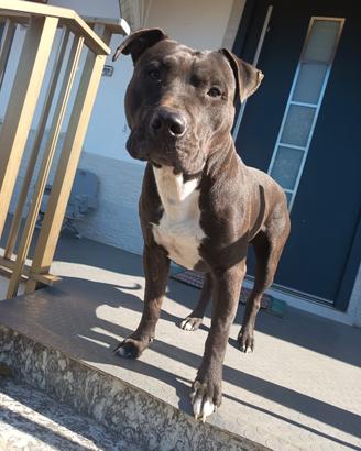 Spendido exemplare di Amstaff