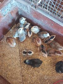 Livornese selvatico argento