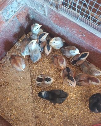 Livornese selvatico argento