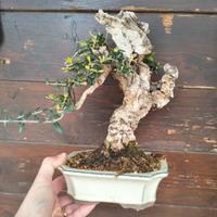 Bonsai di Olivastro Maiorchino shohin