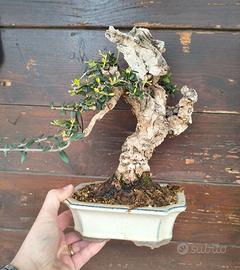 Bonsai di Olivastro Maiorchino shohin