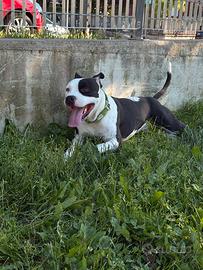 Maschio per monta - Amstaff