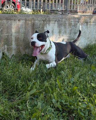 Maschio per monta - Amstaff